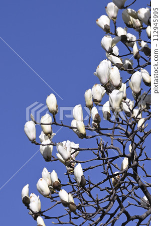 Lotus Shiraki shines in the blue sky 112945995