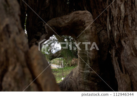 Natural scenery of a big tree visible beyond the hole Natural scenery of a big tree visible beyond the hole 112946344