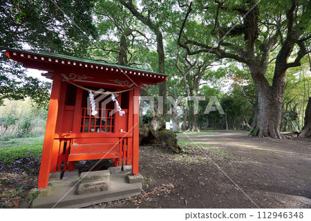 1000棵樟樹成蔭的大樹景觀 112946348