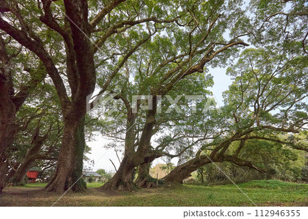 Senbon camphor tree that gives you a sense of vitality Senbon camphor tree that gives you a sense of vitality 112946355