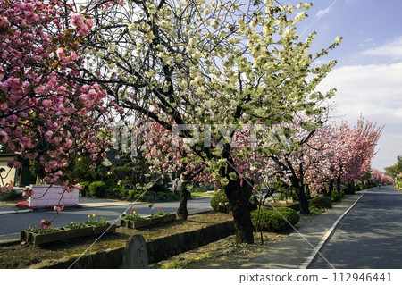 Row of double cherry blossom trees 1 112946441
