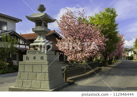 Shiraijuku stone pagoda and double cherry blossoms 1 Shiraijuku stone pagoda and double cherry blossoms 1 112946444