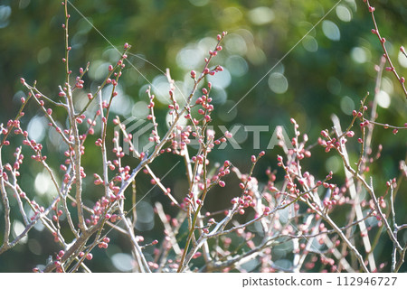 圓圓可愛的梅花蕾 112946727