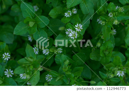Early spring flowers: white chickweed flowers 112946773