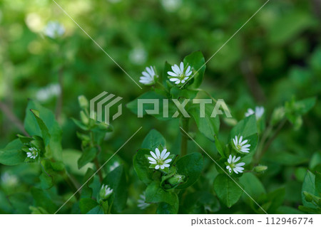 Early spring flowers: white chickweed flowers 112946774