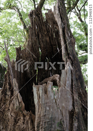 big tree hollow big tree hollow 112946915