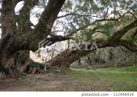 A large senbon camphor tree with beautiful curves A large senbon camphor tree with beautiful curves 112946916