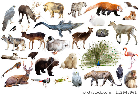 asia animals isolated 112946961