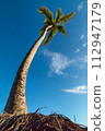 Green palm tree on blue sky background 112947179