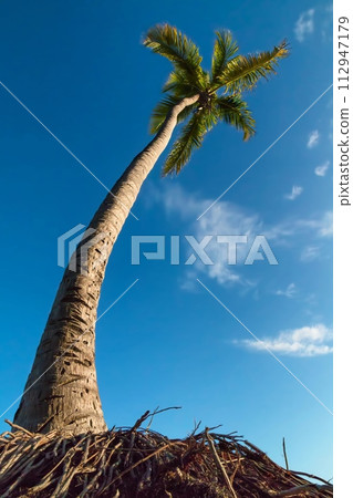 Green palm tree on blue sky background Green palm tree on blue sky background 112947179