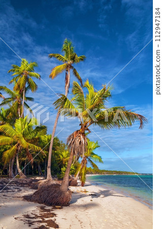View of nice tropical beach with palms around. Holiday and vacation concept. Tropical beach. 112947184