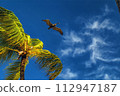 A pelican flies over a palm tree against a blue sky. 112947187