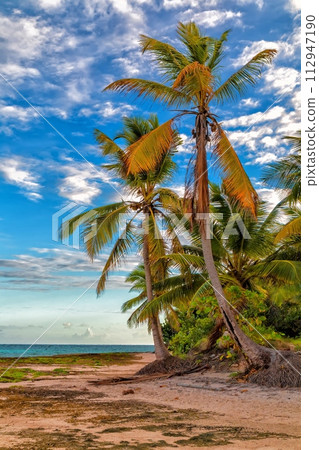 View of nice tropical beach with palms around. Holiday and vacation concept. Tropical beach. View of nice tropical beach with palms around. Holiday and vacation concept. Tropical beach. 112947190