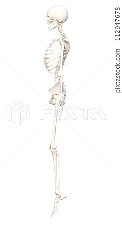 從側面看到的女性人體骨骼標本的 3D 插圖，全身側面插圖站在腳尖上。 112947678