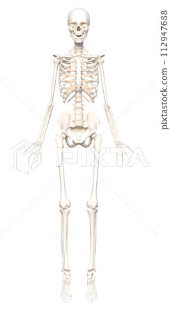 Female human skeleton specimen Skeleton model 3D illustration of the whole body front standing on tiptoes 112947688