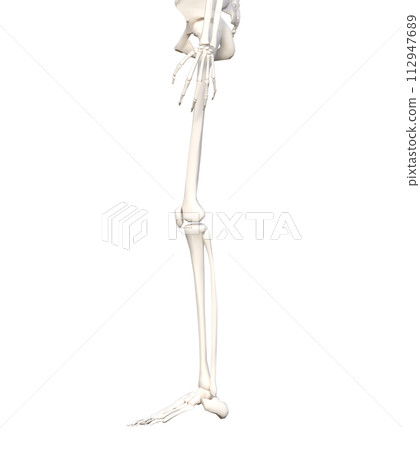 Female human lower body skeletal specimen Skeleton model Lower body sideways 3D illustration 112947689
