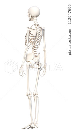 Skeleton model: A female human skeleton seen from behind. 3D illustration of the whole body from behind 112947696