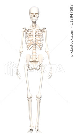Female human skeleton specimen Skeleton model Full body front 3D illustration Female human skeleton specimen Skeleton model Full body front 3D illustration 112947698