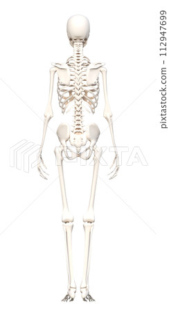 人體骨骼標本骨骼模型全身後視圖3D圖 人體骨骼標本骨骼模型全身後視圖3D圖 112947699