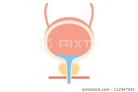 前列腺、前列腺和膀胱的醫學插圖 112947883