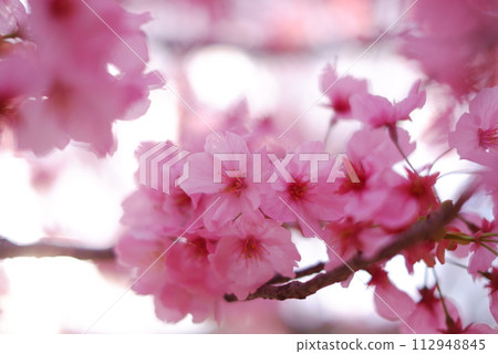 Sunshine cherry blossoms herald the arrival of spring Sunshine cherry blossoms herald the arrival of spring 112948845