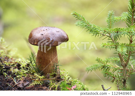 Pinewood king bolete mushroom growing in the woods 112948965