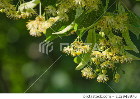Linden tree branch adorned with small yellow flowers Linden tree branch adorned with small yellow flowers 112948976