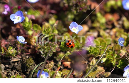 Ladybugs climbing the grass Ladybugs climbing the grass 112949031