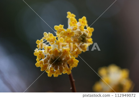 <<厚木市七澤、不動尻>>三俁花盛開 <<厚木市七澤、不動尻>>三俁花盛開 112949072