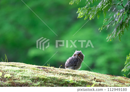 Great scops owl chick Great scops owl chick 112949180