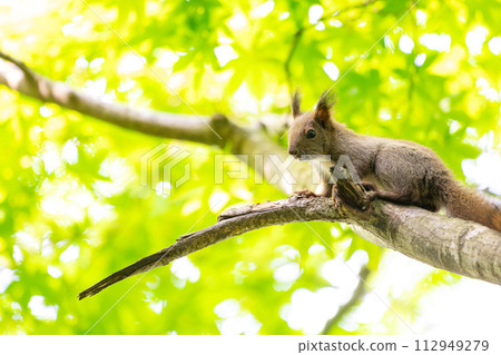 蝦夷松鼠夏天 112949279