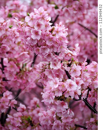 Kawazu櫻花的風景 112949432