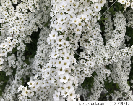 White Yukiyanagi 112949712