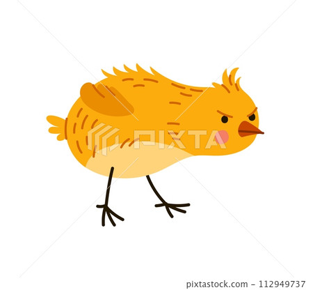 Cartoon chick character prepare to fight with a feisty spirit readies for attack. Isolated vector little rooster bird personage with yellow feathers fluff with determination and beak poised for battle Cartoon chick character prepare to fight with a feisty spirit readies for attack. Isolated vector little rooster bird personage with yellow feathers fluff with determination and beak poised for battle 112949737