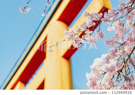 京都平野神社櫻花盛開 112949916