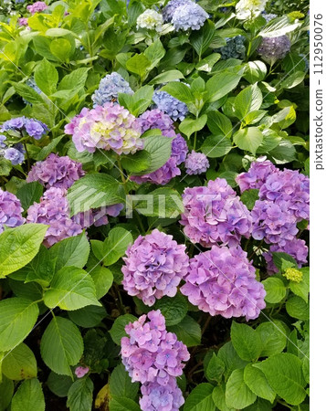 鎌倉的繡球花 鎌倉的繡球花 112950076