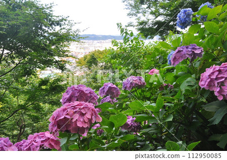 鎌倉的繡球花 鎌倉的繡球花 112950085