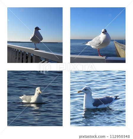 seagull collage seagull collage 112950348