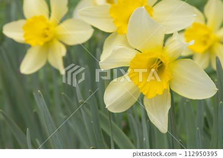 Yellow daffodils blooming in the garden in early spring 112950395