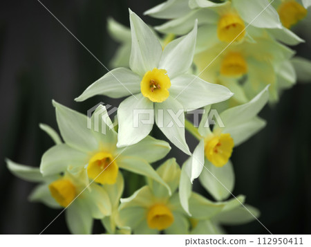 Landscape with clusters of daffodils 112950411