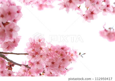 Close-up of sunlight cherry blossoms in full bloom [White background] [Sky background] 112950417