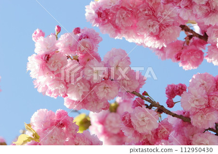 Close-up of double cherry blossoms (safflower) in full bloom [Blue sky background] 112950430