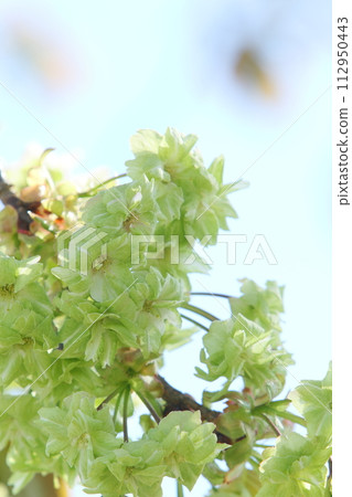 Close-up of double cherry blossoms in full bloom [Sky background] 112950443