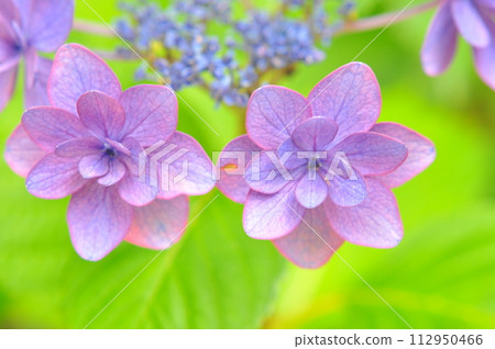 Hydrangea of Kamakura 112950466