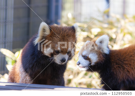Lesser panda Lesser panda 112950503