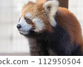 Lesser panda 112950504