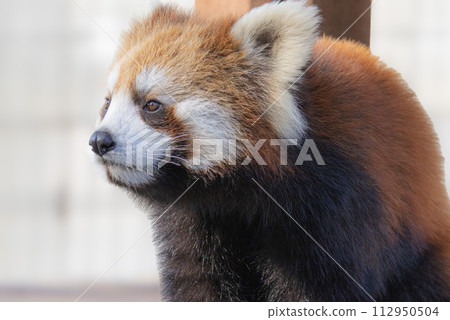 小熊貓 小熊貓 112950504