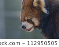 Lesser panda 112950505