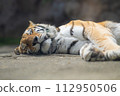 Amur tiger taking a nap 112950506