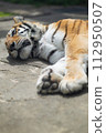 Amur tiger taking a nap 112950507